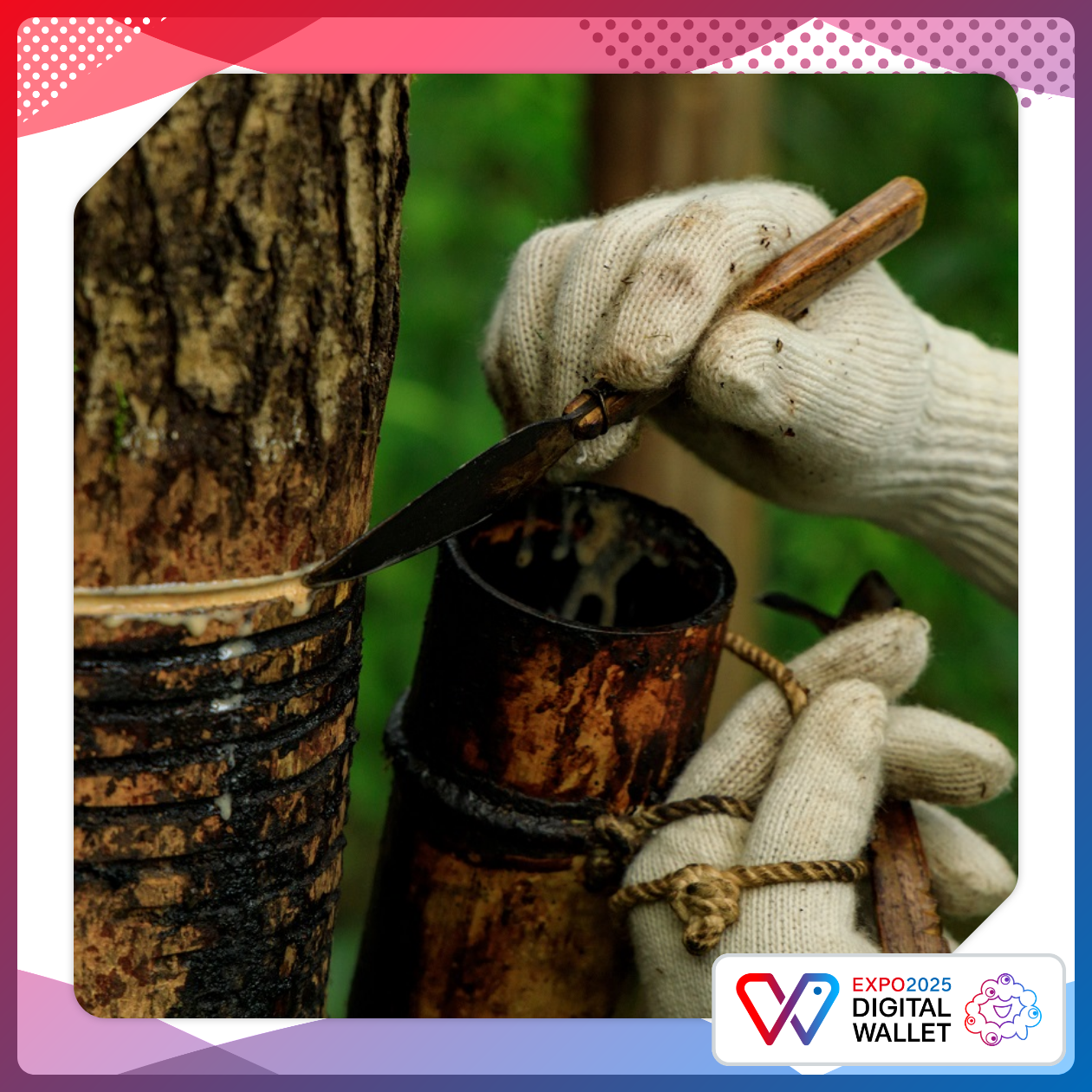 Urushi Tapping in Tamba